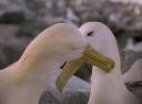 Waved Albatross